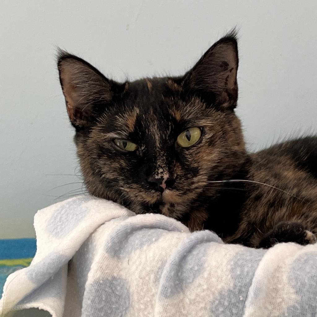 Chocolate, an adoptable Domestic Short Hair in Middletown, NY, 10940 | Photo Image 1