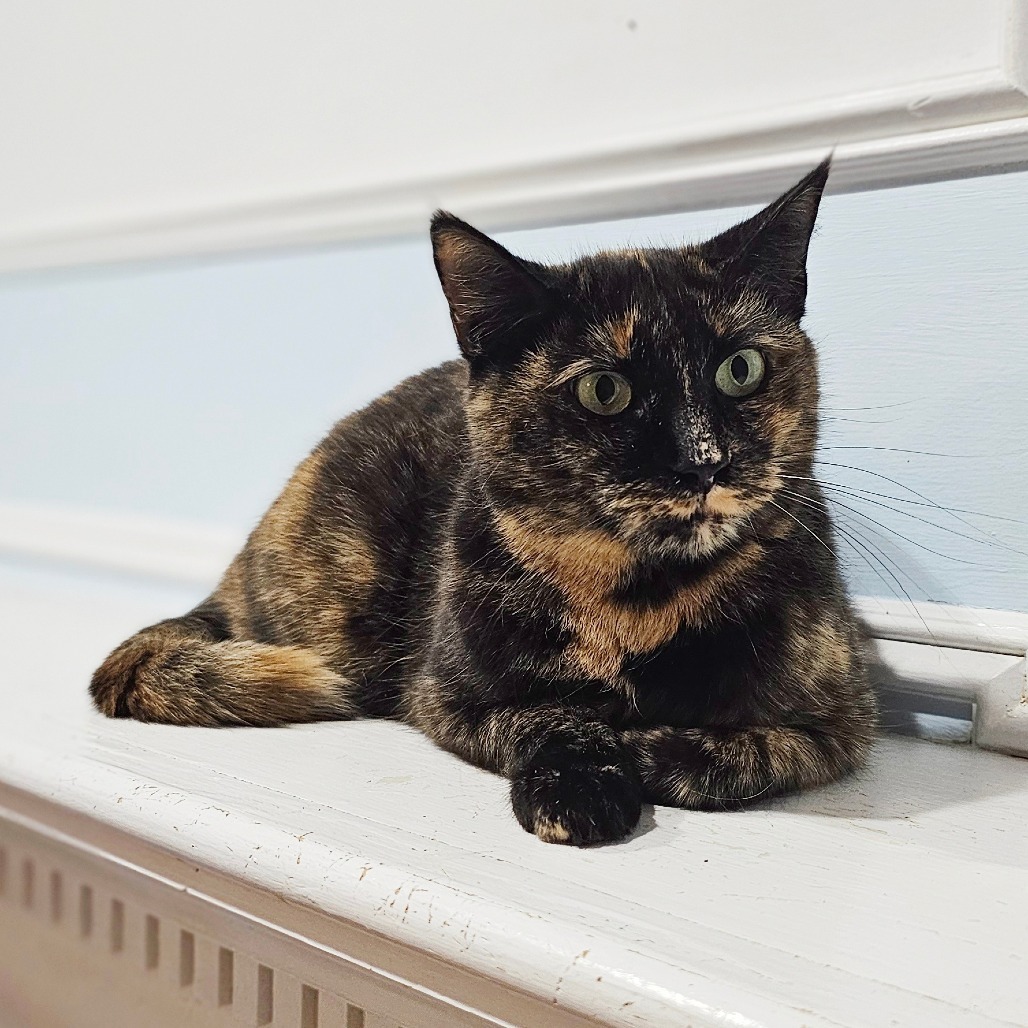 Chocolate, an adoptable Domestic Short Hair in Middletown, NY, 10940 | Photo Image 1