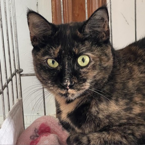 Chocolate, an adoptable Domestic Short Hair in Middletown, NY, 10940 | Photo Image 2