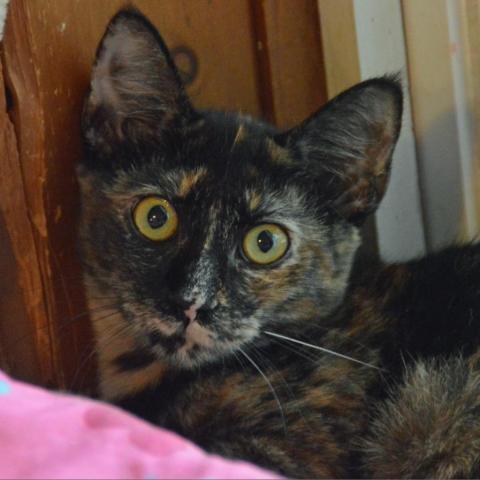 Chocolate, an adoptable Domestic Short Hair in Middletown, NY, 10940 | Photo Image 3