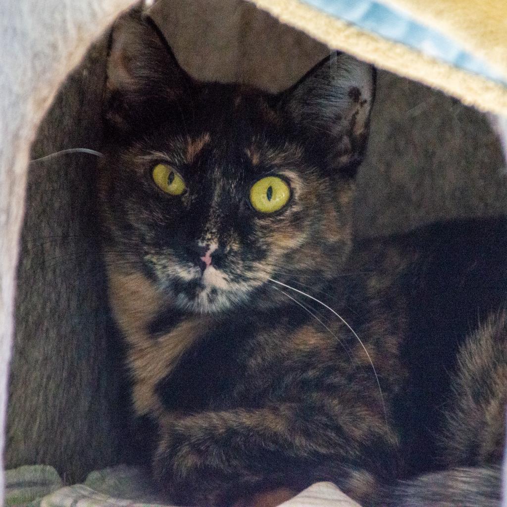 Chocolate, an adoptable Domestic Short Hair in Middletown, NY, 10940 | Photo Image 3