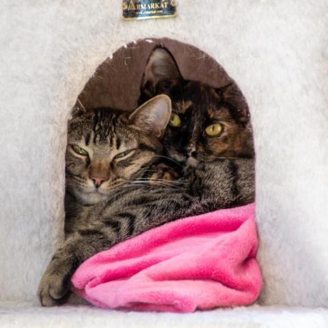 Chocolate, an adoptable Domestic Short Hair in Middletown, NY, 10940 | Photo Image 4