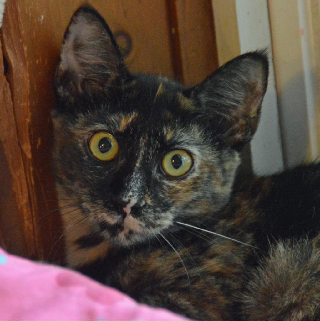 Chocolate, an adoptable Domestic Short Hair in Middletown, NY, 10940 | Photo Image 5