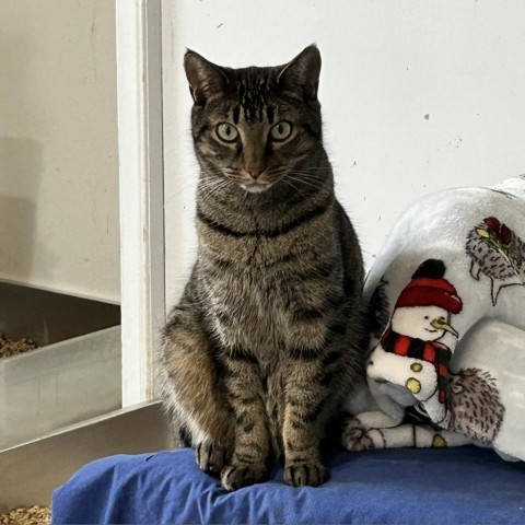 Eclaire, an adoptable Domestic Short Hair in Middletown, NY, 10940 | Photo Image 1