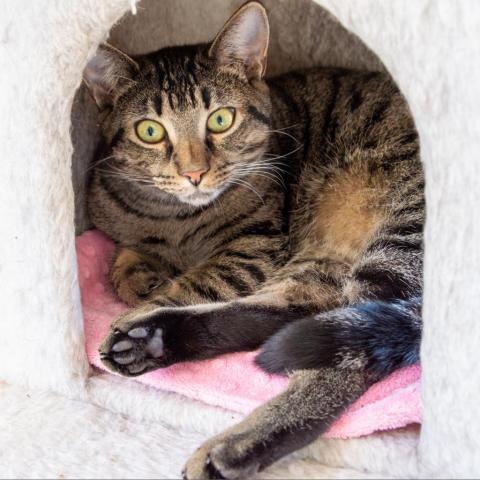 Eclaire, an adoptable Domestic Short Hair in Middletown, NY, 10940 | Photo Image 3