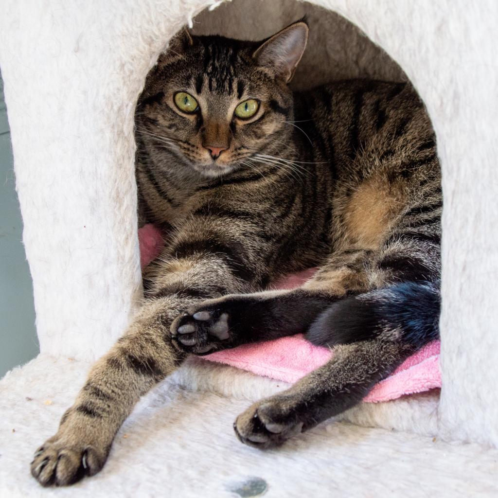 Eclaire, an adoptable Domestic Short Hair in Middletown, NY, 10940 | Photo Image 5