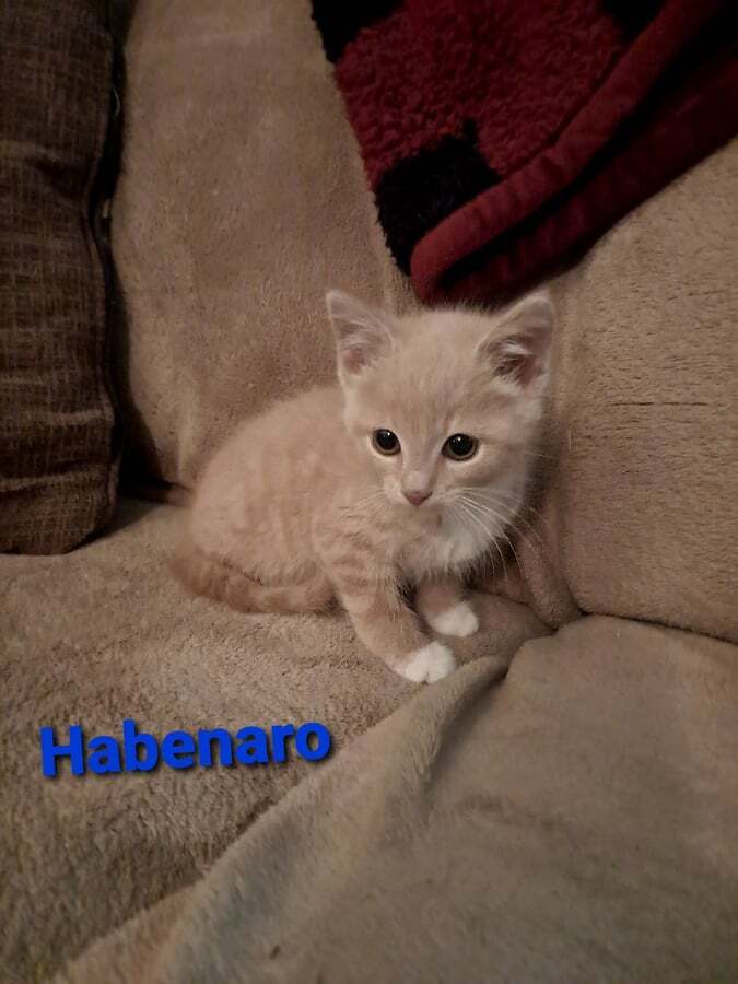 Habanero, an adopted Domestic Short Hair Mix in Toast, NC_image-1
