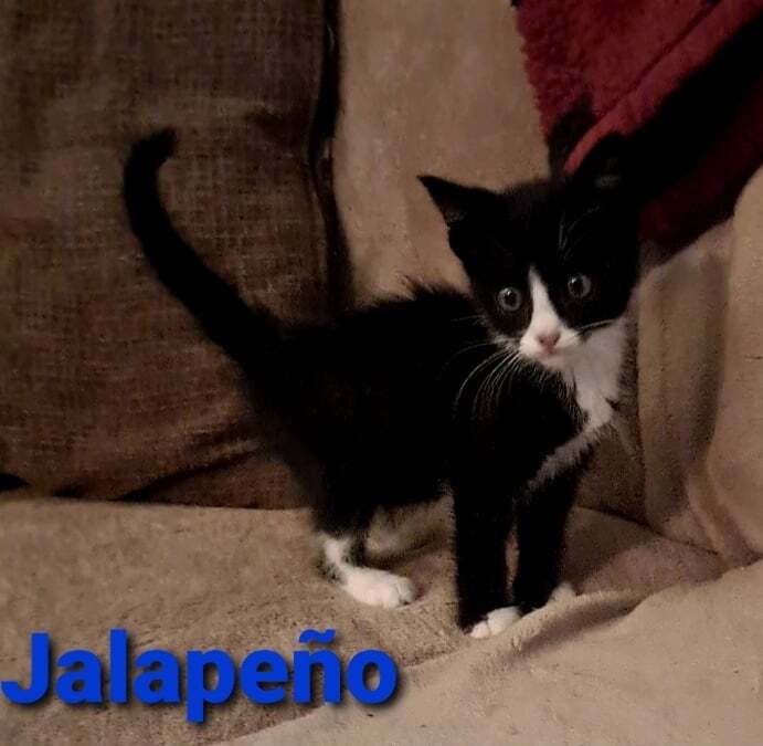 Jalepeno, an adopted Domestic Short Hair Mix in Toast, NC_image-1