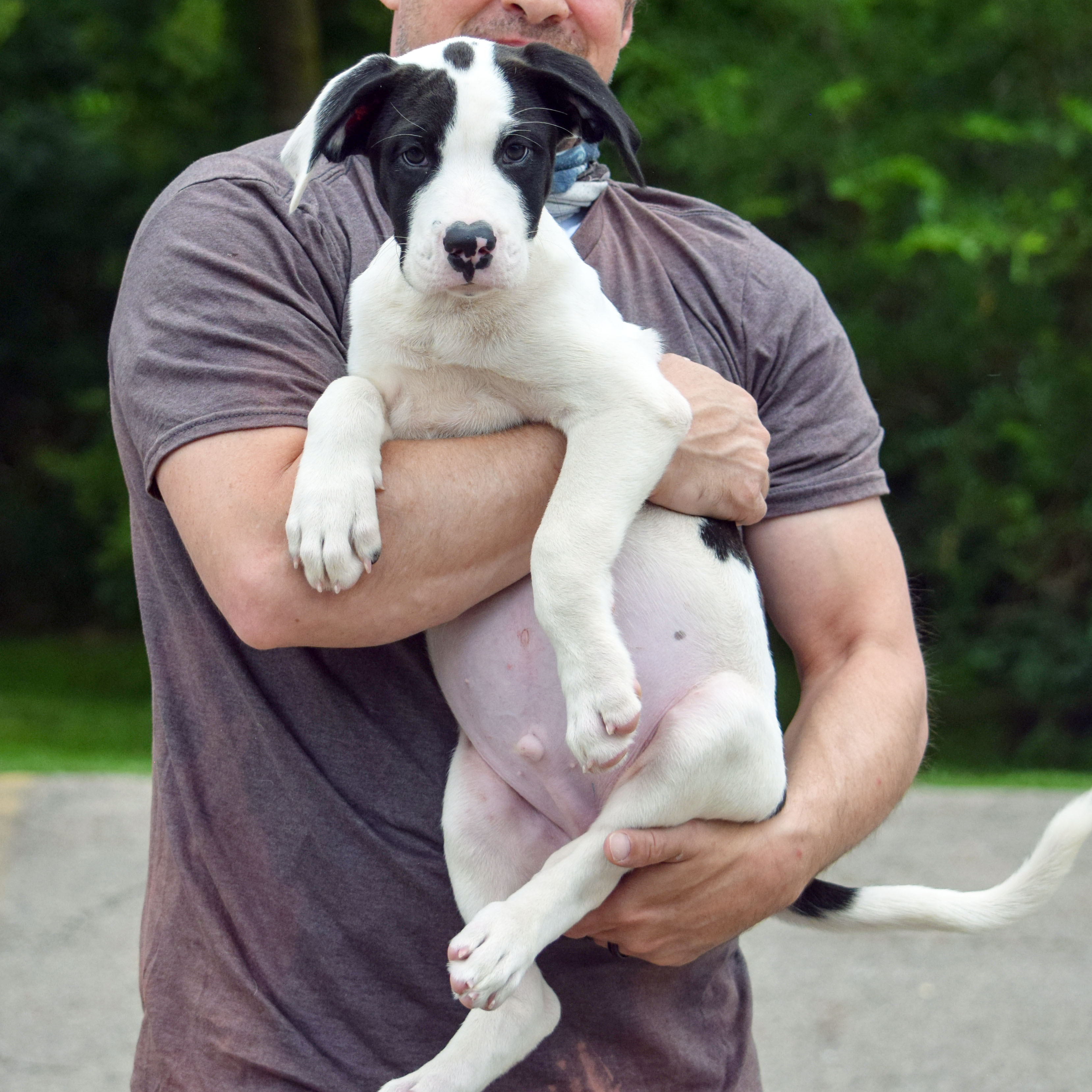 Parker, an adoptable Black Labrador Retriever, American Staffordshire Terrier in Huntley, IL, 60142 | Photo Image 4