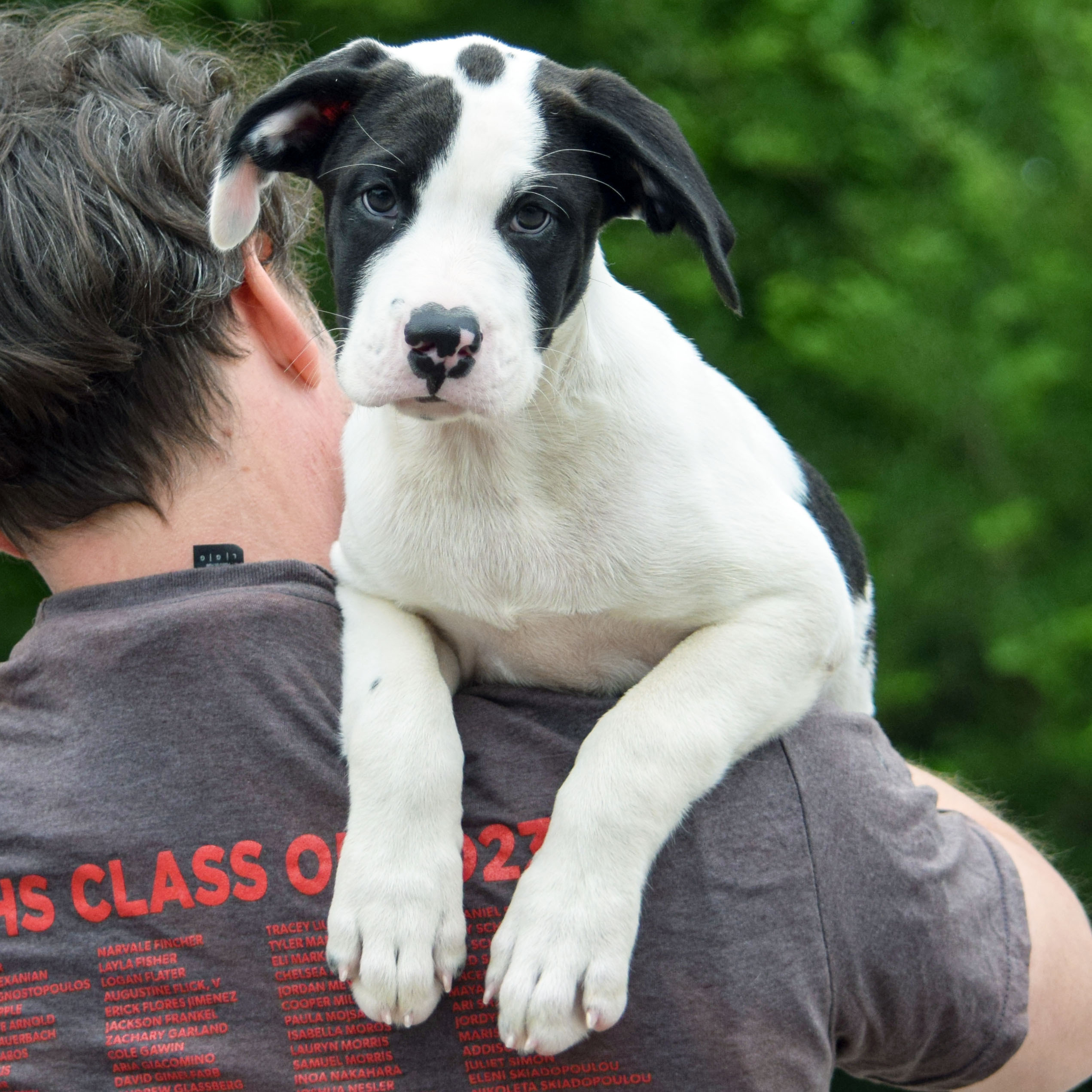 Parker, an adoptable Black Labrador Retriever, American Staffordshire Terrier in Huntley, IL, 60142 | Photo Image 6