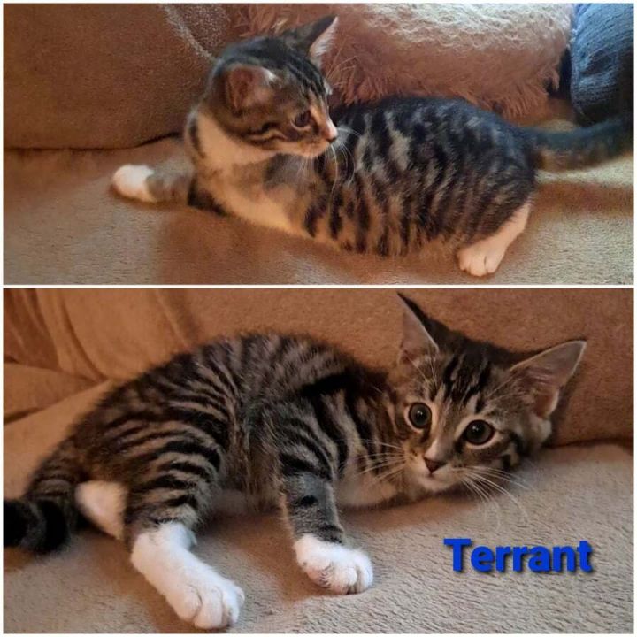 Terrant, an adopted Domestic Short Hair Mix in Toast, NC_image-1