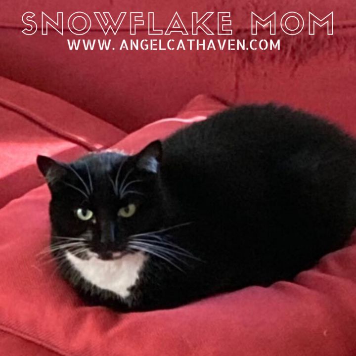 Snowflake Mom, an adoptable Domestic Short Hair in Plainville, MA_image-1