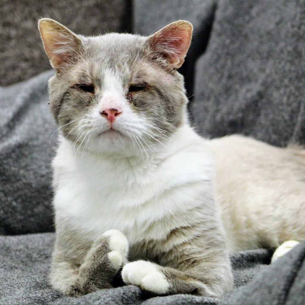 Molman, an adoptable Domestic Short Hair in Sheridan, WY, 82801 | Photo Image 1