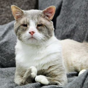 Molman, Senior Male Domestic Short Hair