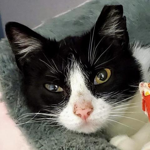 Tiny Panda, an adoptable Domestic Short Hair in Sheridan, WY, 82801 | Photo Image 1