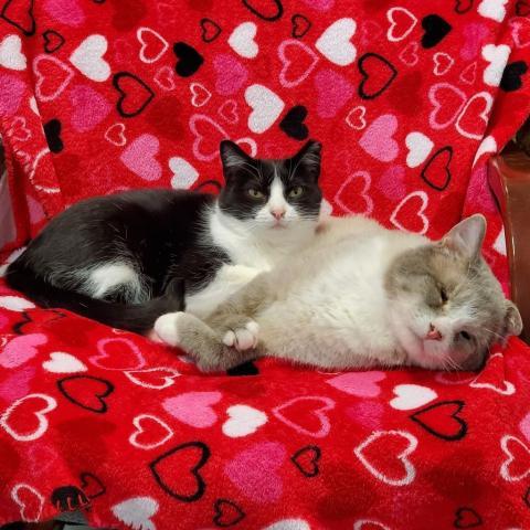 Tiny Panda, an adoptable Domestic Short Hair in Sheridan, WY, 82801 | Photo Image 2