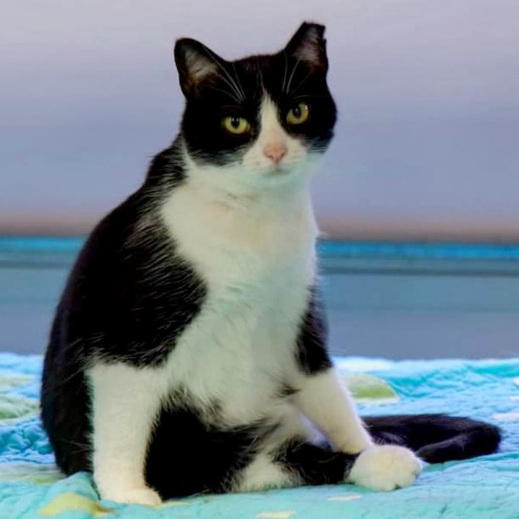 Tiny Panda, an adoptable Domestic Short Hair in Sheridan, WY, 82801 | Photo Image 2