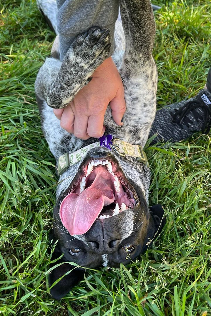 Fausto, an adoptable Australian Cattle Dog / Blue Heeler in Santa Rosa, CA, 95401 | Photo Image 2