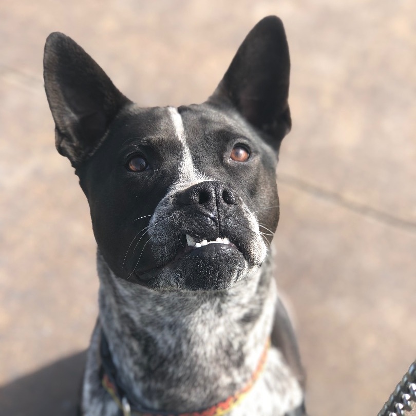 Fausto, an adoptable Australian Cattle Dog / Blue Heeler in Santa Rosa, CA, 95401 | Photo Image 4