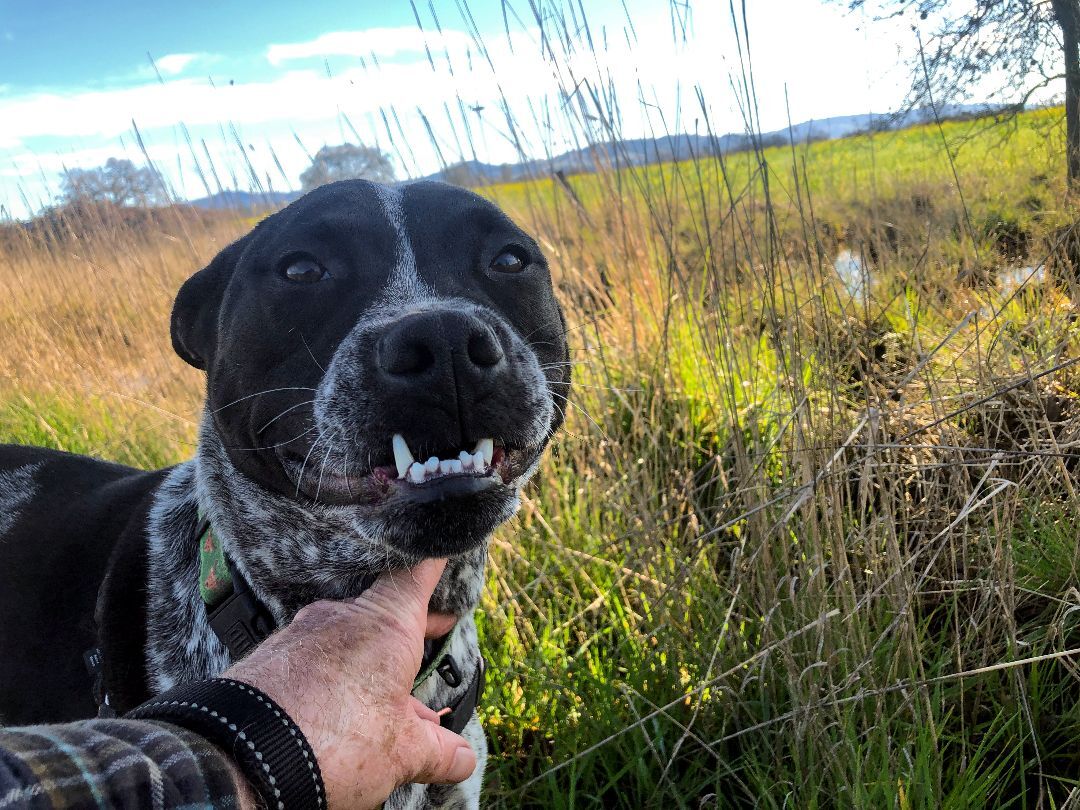 Fausto, an adoptable Australian Cattle Dog / Blue Heeler in Santa Rosa, CA, 95401 | Photo Image 5