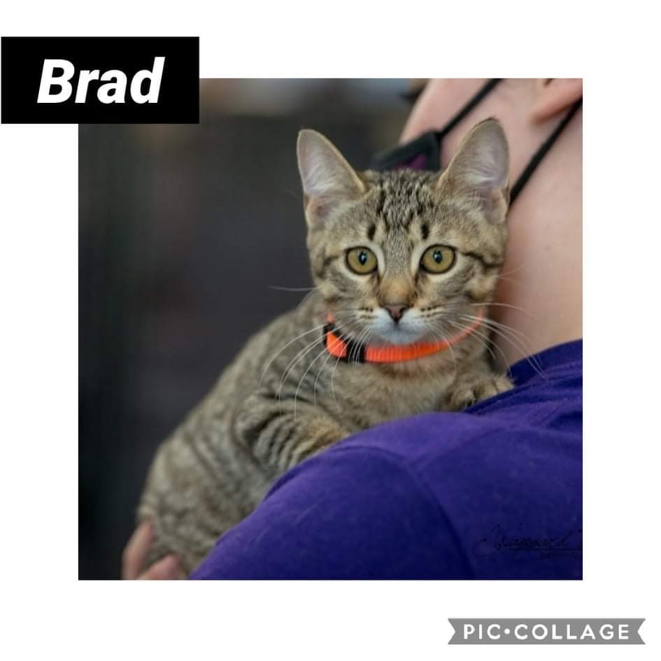 Brad detail page