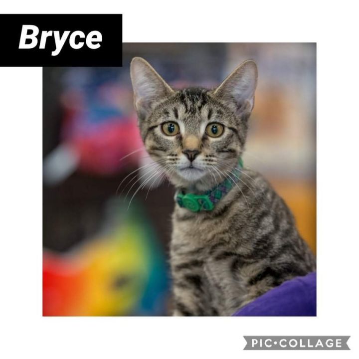 Bryce 1