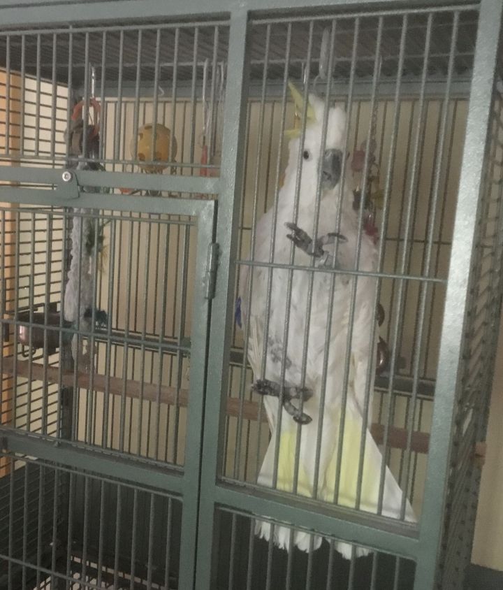 Sasha, an adopted Cockatoo in North Babylon, NY_image-1