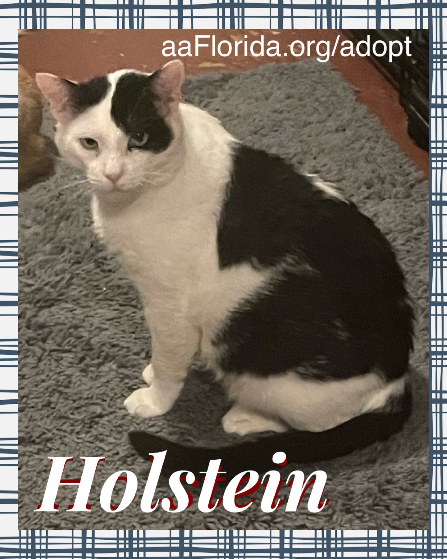 Holstein, an adoptable Domestic Short Hair in Pensacola, FL, 32534 | Photo Image 1