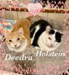 Holstein photo 2