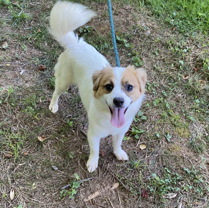 Dog For Adoption Bonnie An Australian Shepherd Chihuahua Mix In Jasper Tn Petfinder