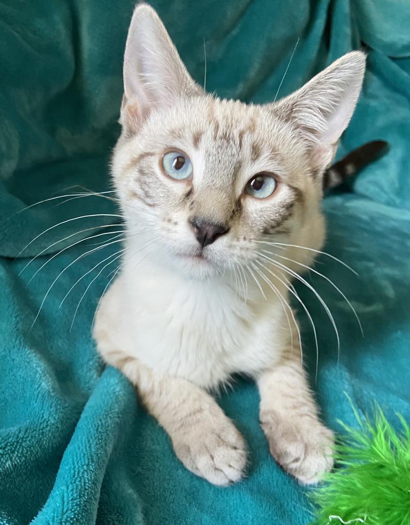 Rockport, an adoptable Domestic Short Hair in Sandy, UT, 84070 | Photo Image 1