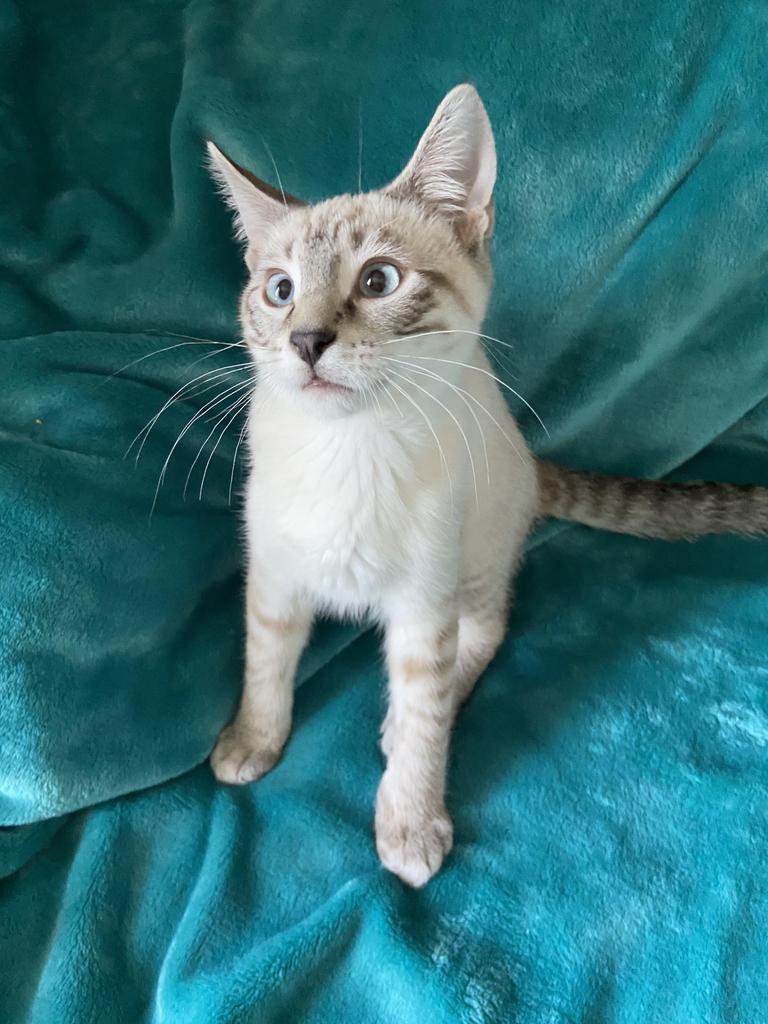 Rockport, an adoptable Domestic Short Hair in Sandy, UT, 84070 | Photo Image 2