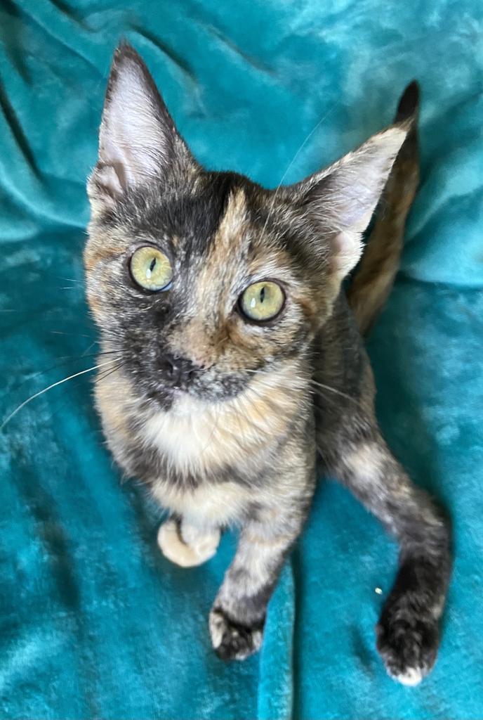 Echo, an adoptable Domestic Short Hair in Sandy, UT, 84070 | Photo Image 1