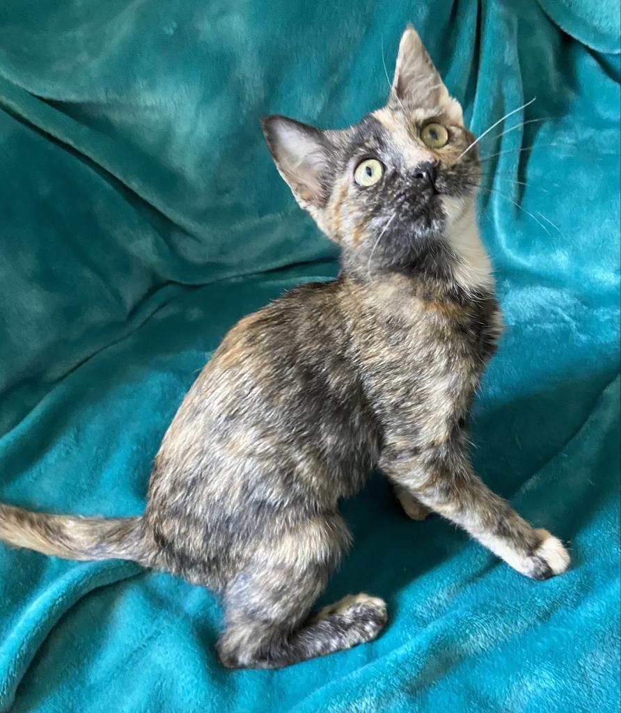 Echo, an adoptable Domestic Short Hair in Sandy, UT, 84070 | Photo Image 2