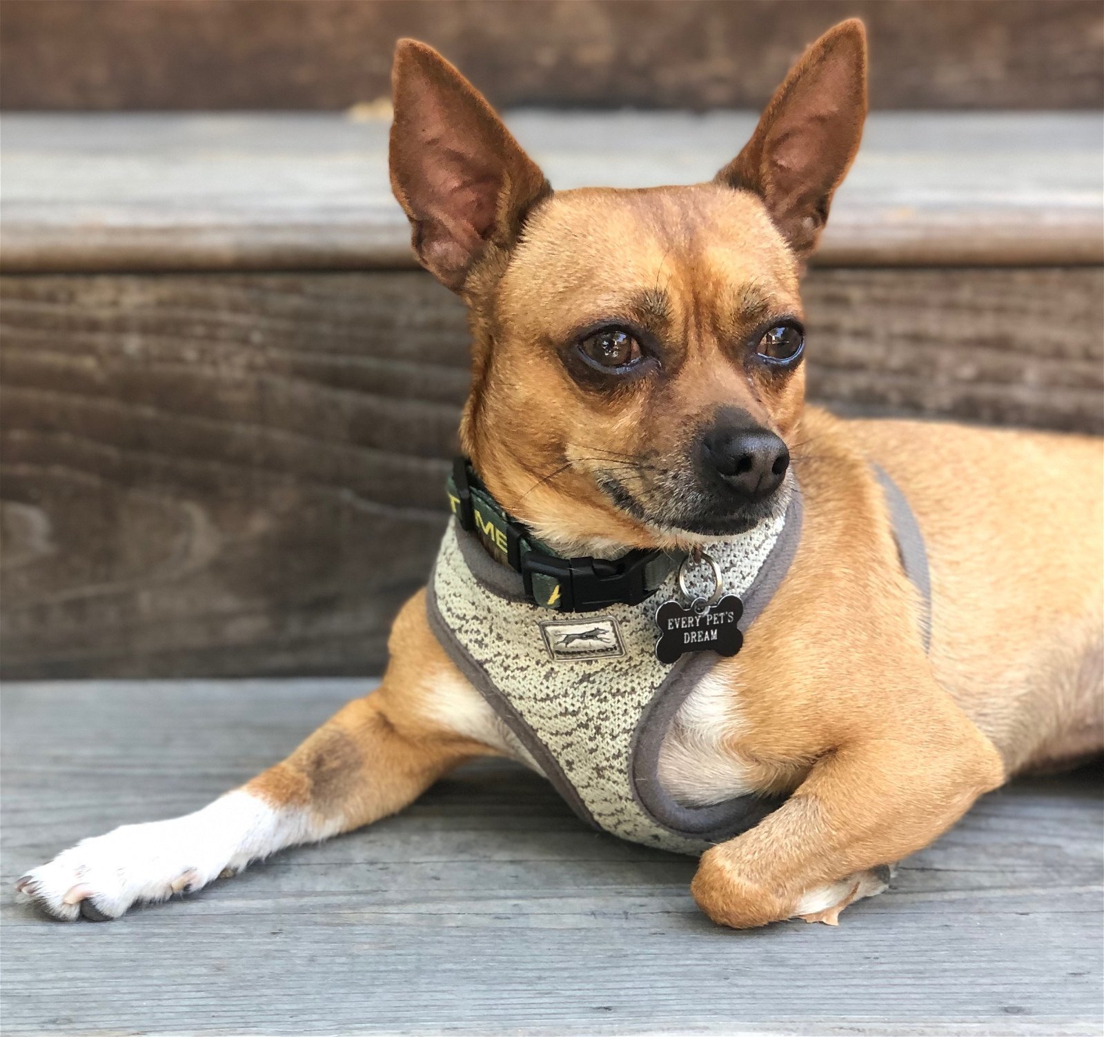 Max, an adoptable Chihuahua, Terrier in Santa Clara, CA, 95050 | Photo Image 1