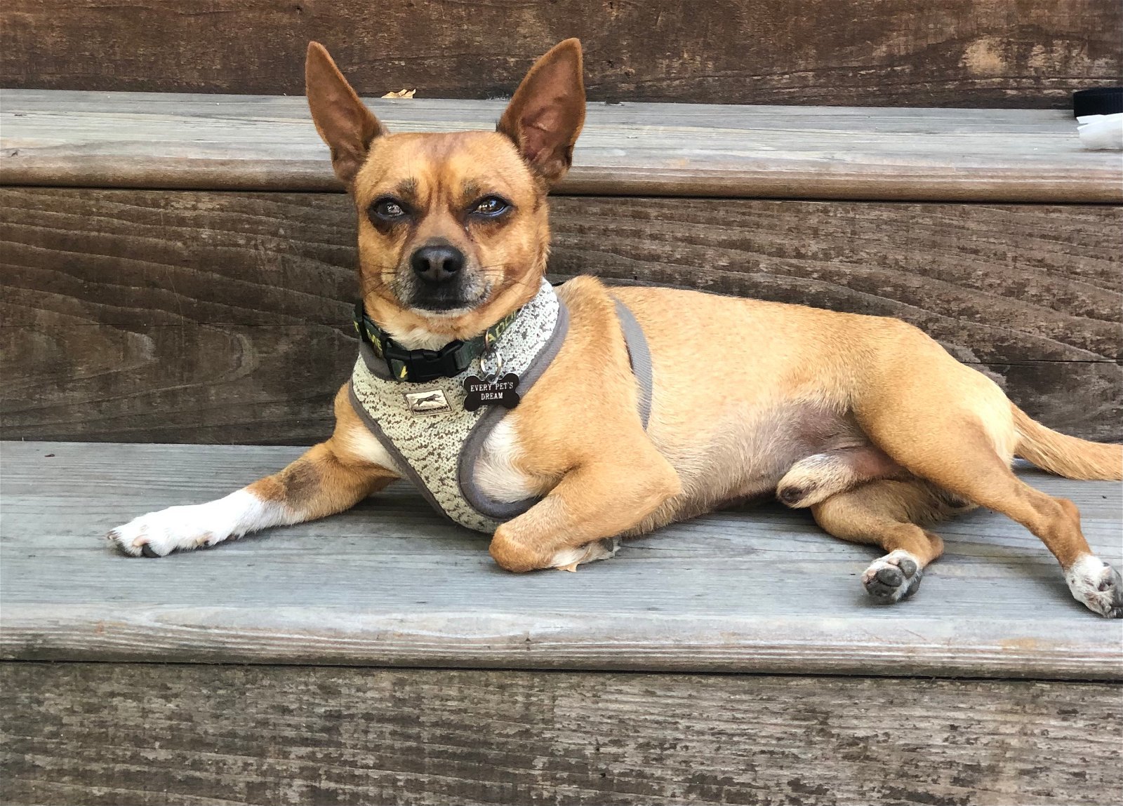 Max, an adoptable Chihuahua, Terrier in Santa Clara, CA, 95050 | Photo Image 2