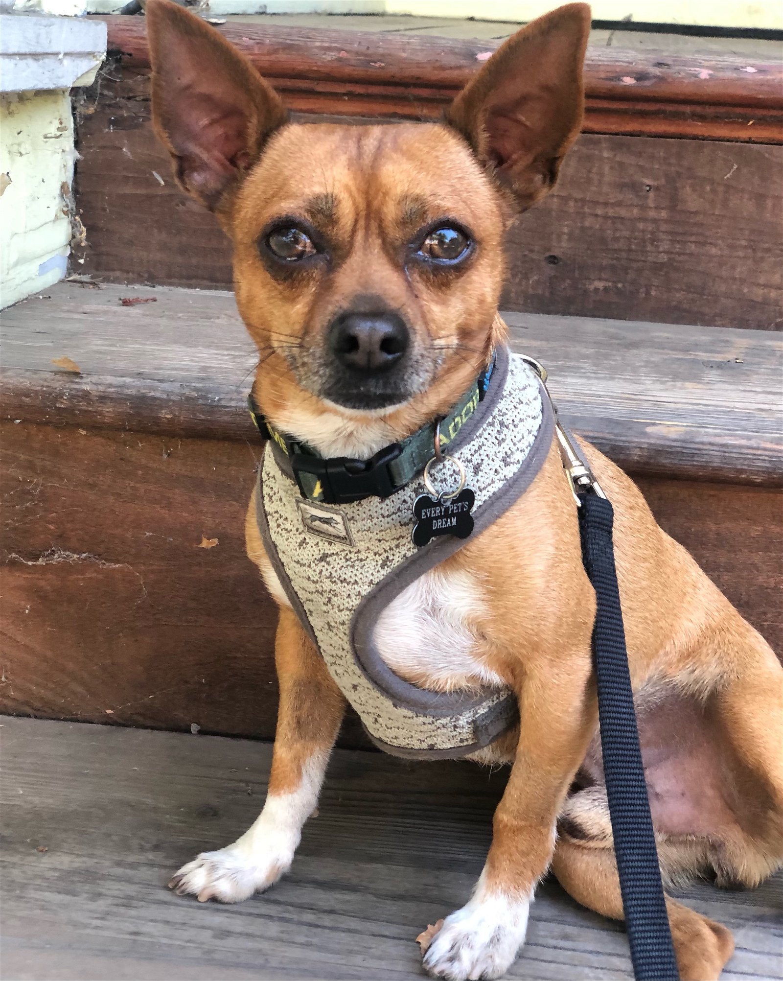 Max, an adoptable Chihuahua, Terrier in Santa Clara, CA, 95050 | Photo Image 3
