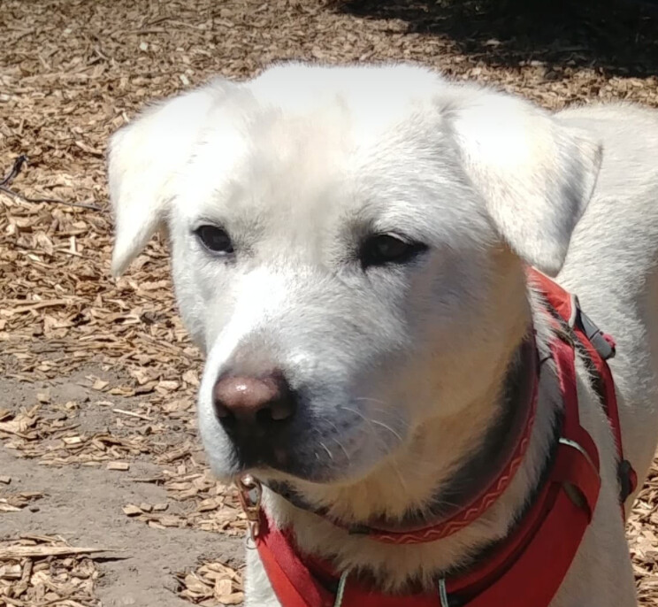 Polar Bear, an adoptable Jindo in San Ramon, CA, 94582 | Photo Image 1