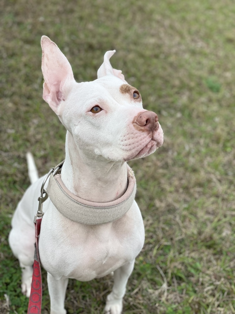 Snow, an adoptable Pit Bull Terrier in Orlando, FL, 32807 | Photo Image 1
