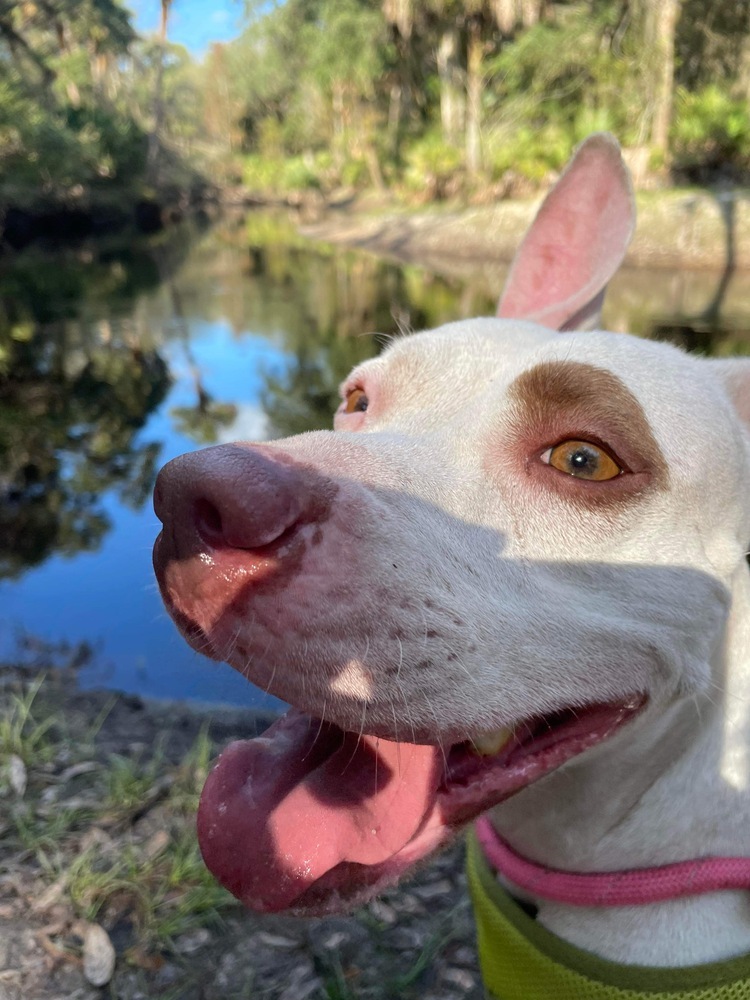 Snow, an adoptable Pit Bull Terrier in Orlando, FL, 32807 | Photo Image 2