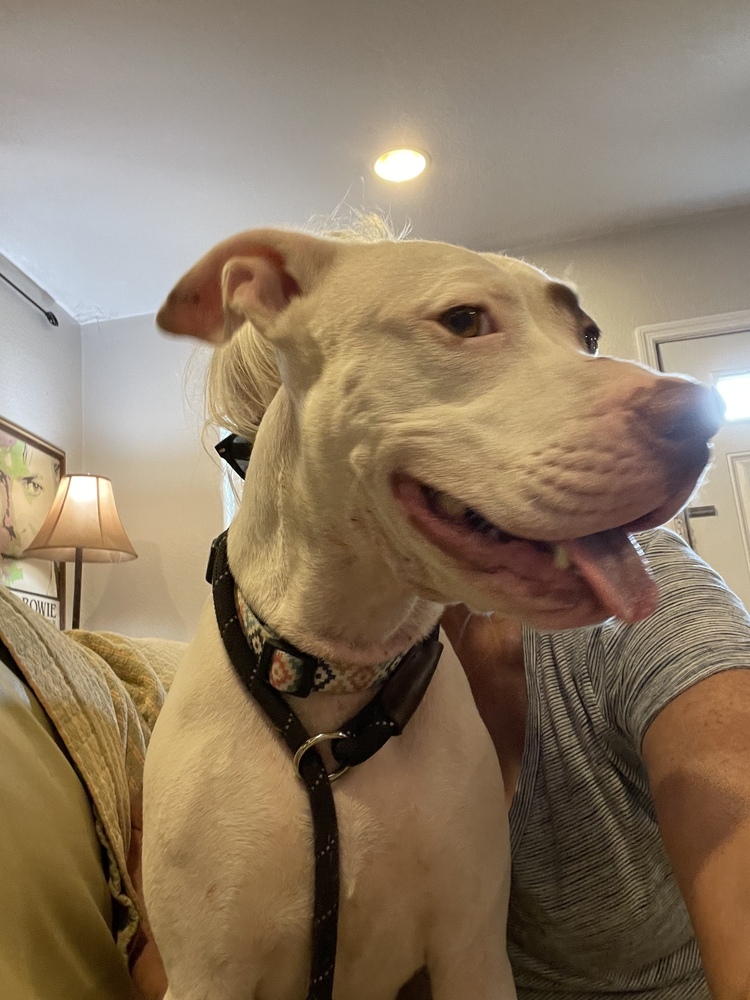 Snow, an adoptable Pit Bull Terrier in Orlando, FL, 32807 | Photo Image 3