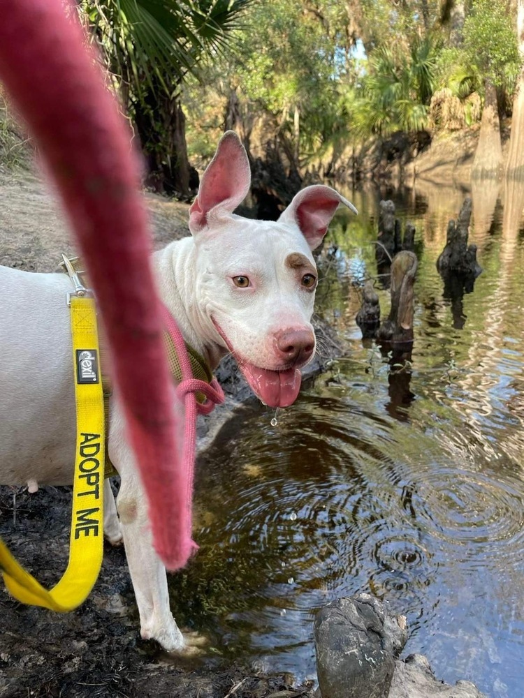 Snow, an adoptable Pit Bull Terrier in Orlando, FL, 32807 | Photo Image 5