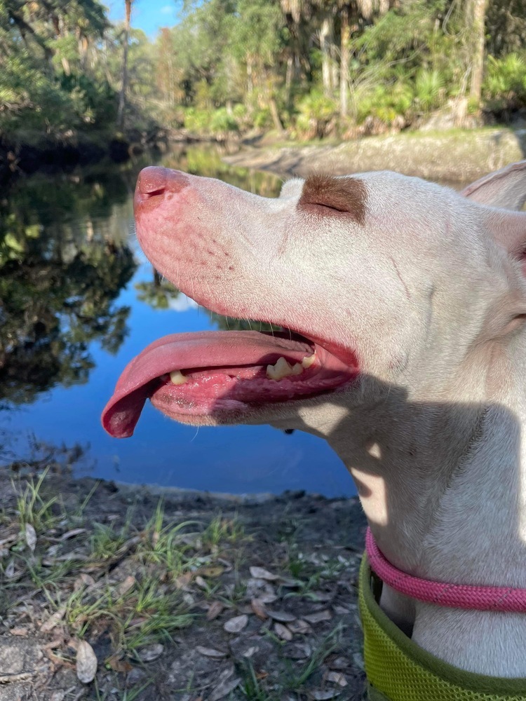 Snow, an adoptable Pit Bull Terrier in Orlando, FL, 32807 | Photo Image 6
