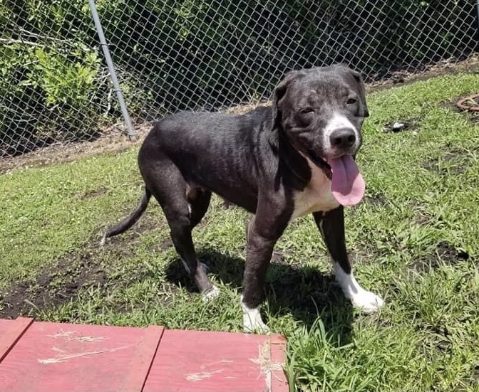 Echo, an adoptable Labrador Retriever in Newport, NC, 28570 | Photo Image 1