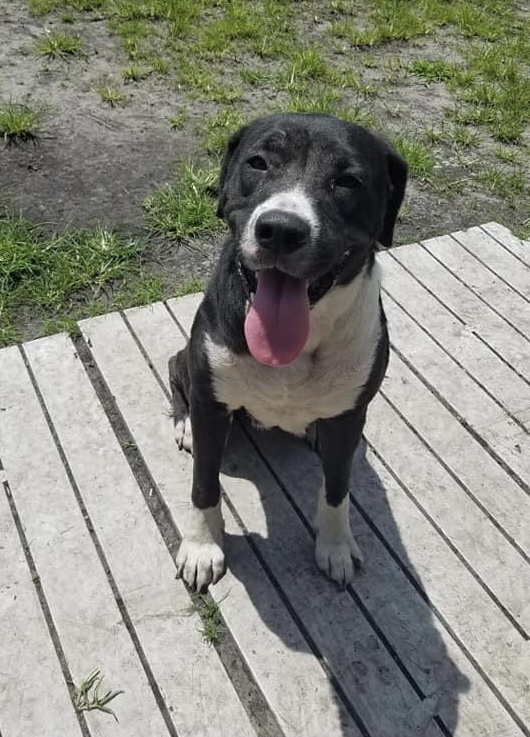 Echo, an adoptable Labrador Retriever in Newport, NC, 28570 | Photo Image 2