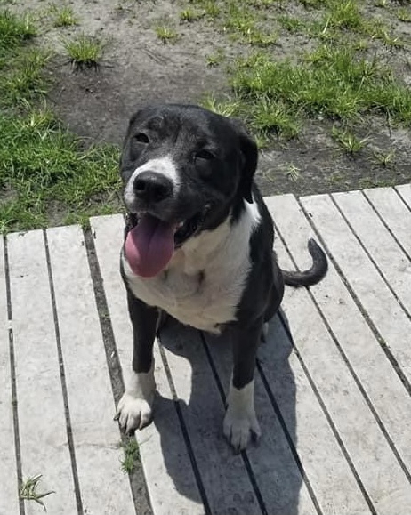 Echo, an adoptable Labrador Retriever in Newport, NC, 28570 | Photo Image 3