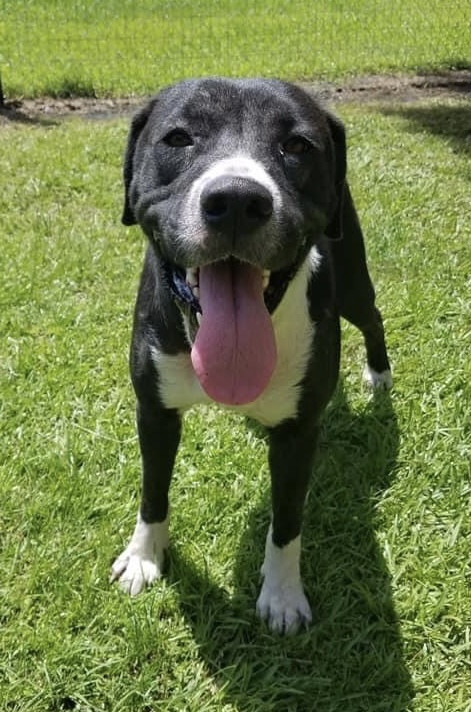 Echo, an adoptable Labrador Retriever in Newport, NC, 28570 | Photo Image 4