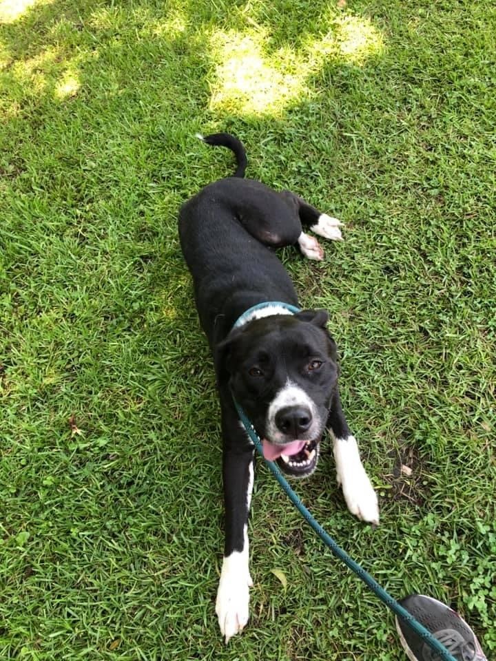 Echo, an adoptable Labrador Retriever in Newport, NC, 28570 | Photo Image 5