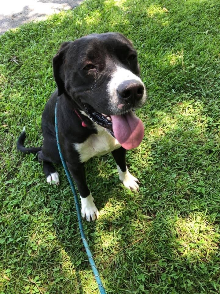 Echo, an adoptable Labrador Retriever in Newport, NC, 28570 | Photo Image 6