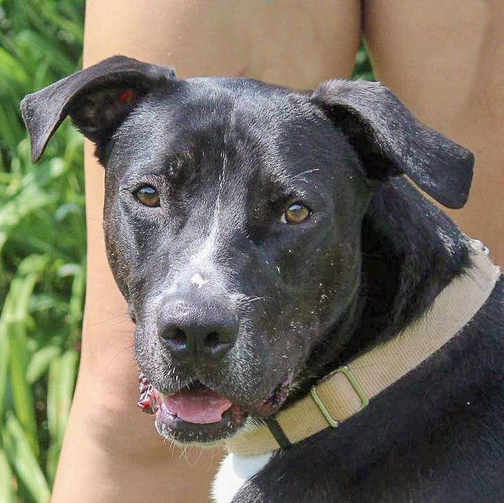 Chevy, an adoptable American Staffordshire Terrier, Boxer in Huntley, IL, 60142 | Photo Image 1